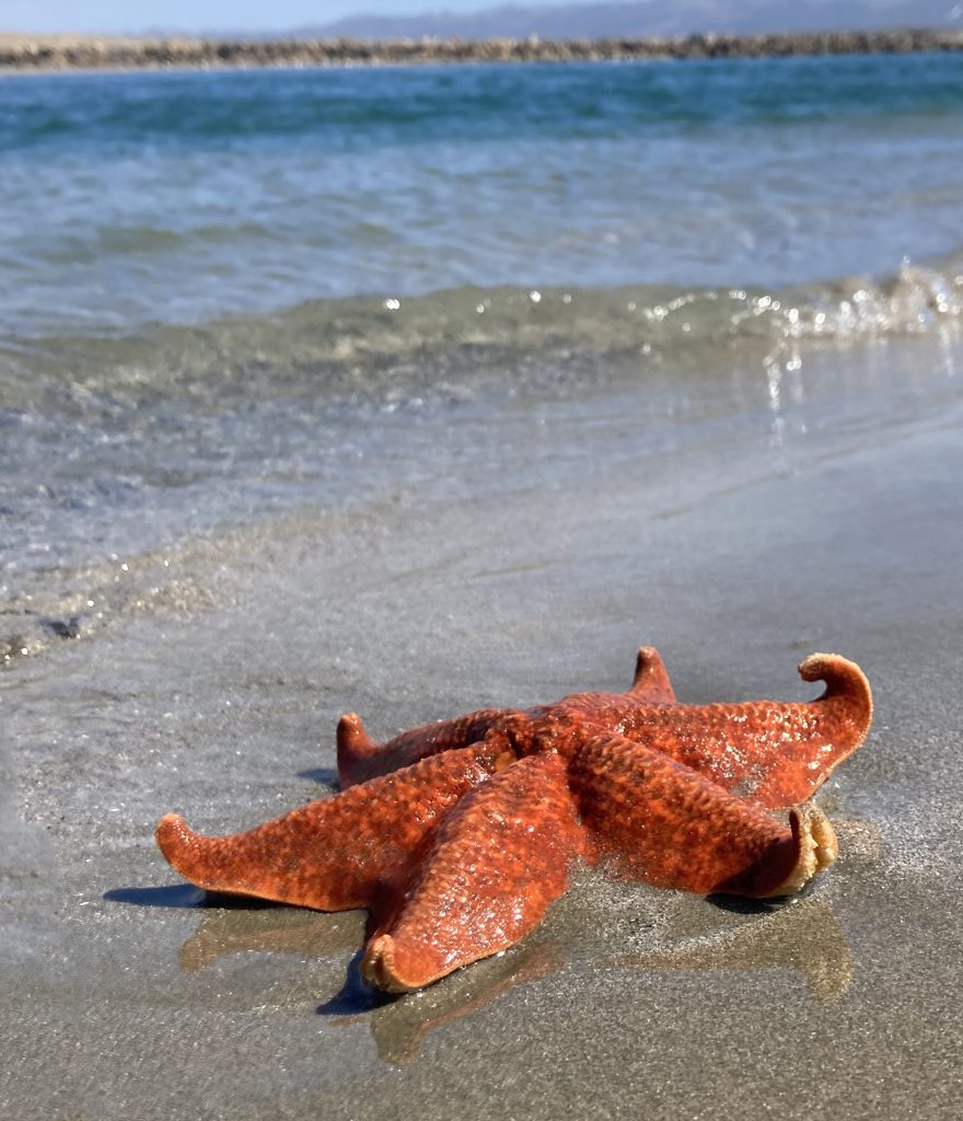 An orange bat star with six legs rests on the wet sand. 