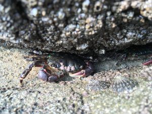 a striped shore crab peeks out from under a rock.