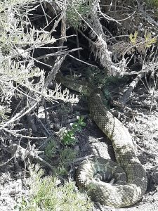 This northern Pacific rattlesnake was spotted in the brush off a trail at Montana de Oro State Park, just south of the Morro Bay watershed.