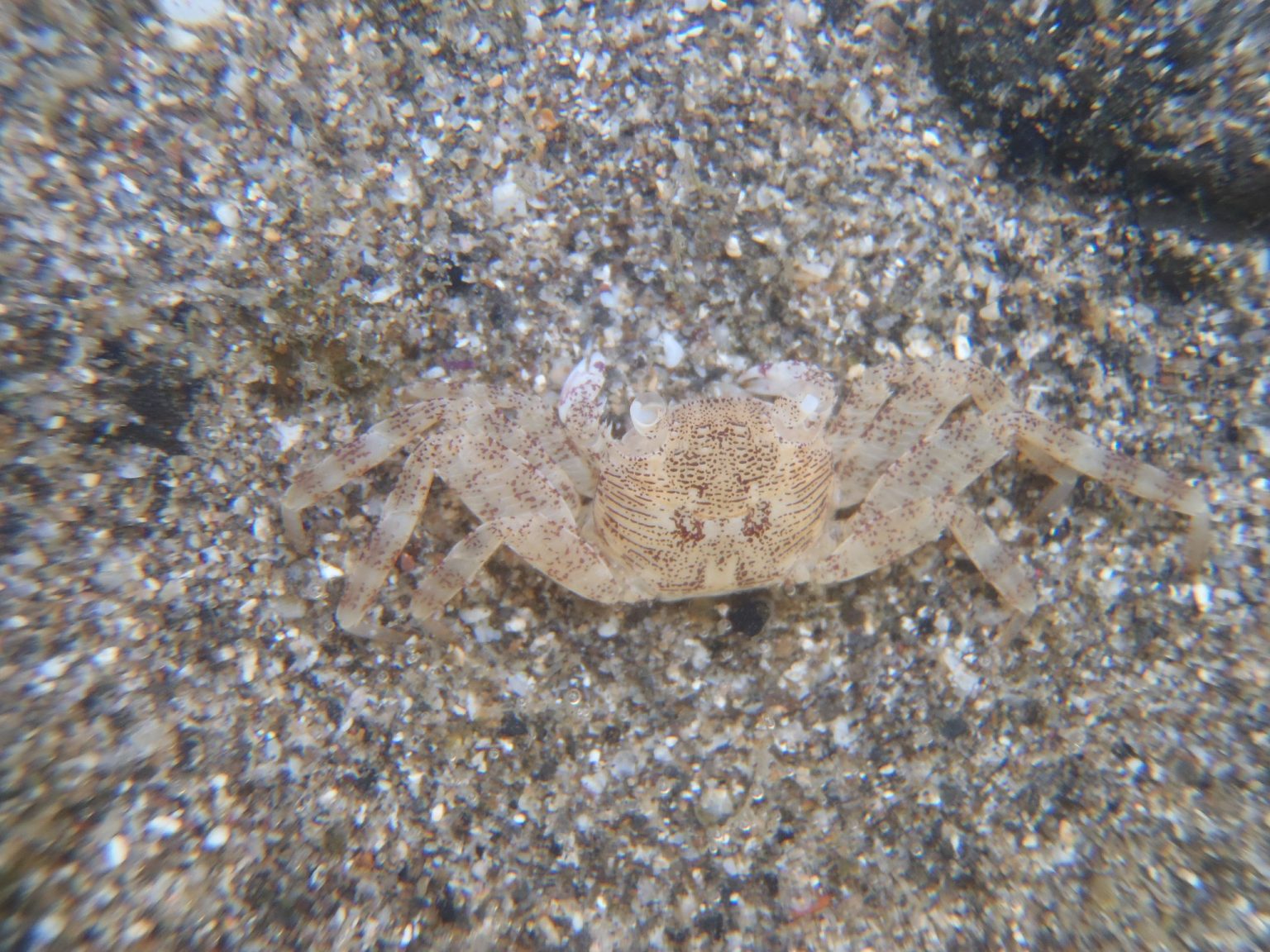 Morro Bay Wildlife Spotlight Striped Shore Crab (Pachygrapsus crassipes)