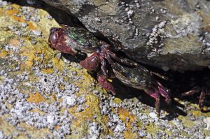 Two striped shore crabs hide under a rock surrounded by barnacles and yellow, green materials on the rocks.