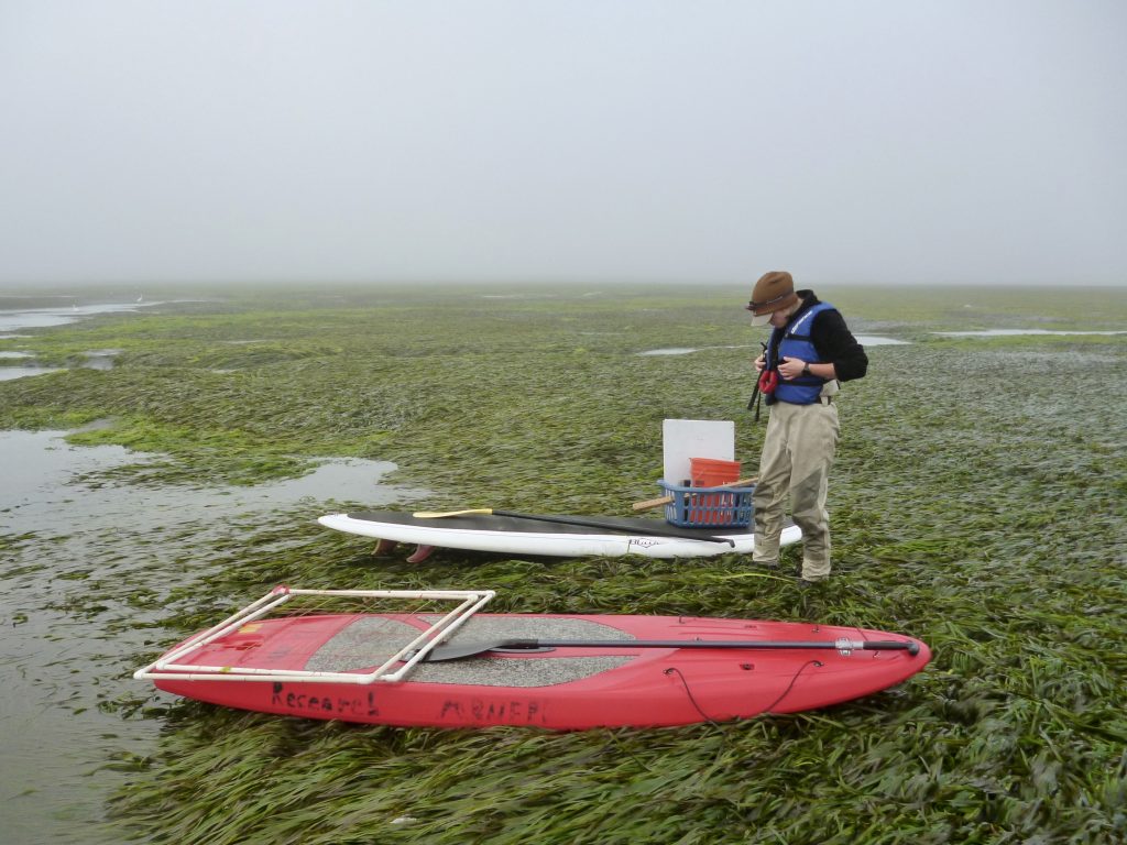 Makenzie, our Monitoring Projects Coordinator, at our site located on the Sandspit. Staff access the site via stand up paddle boards