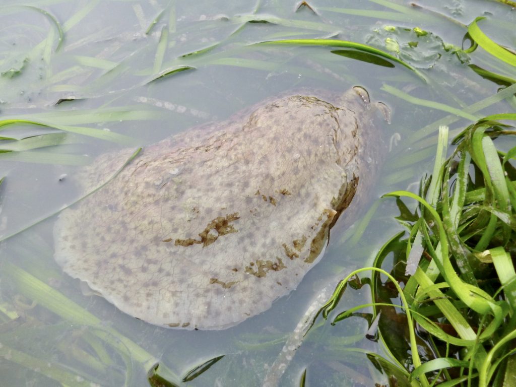 The California Sea Hare we encountered during our morning’s work