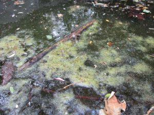 Algal blooms like the one in this photo can occur naturally during the summer months, but larger blooms are often a product of accelerated nutrient loading