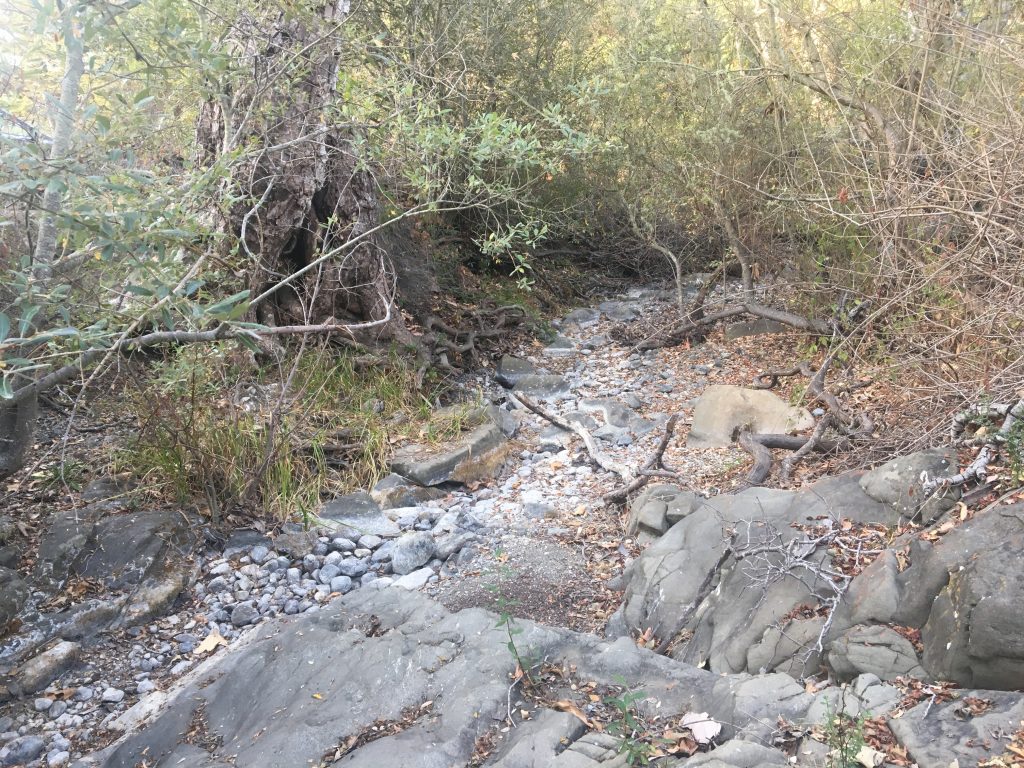 Certain creeks in the Morro Bay watershed have year-round flow, while others, like this site along Dairy Creek, go completely dry in the summer.