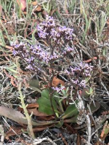 Native California sea lavender has longer, thinner leaves with tiny flowers that are a duller purple,