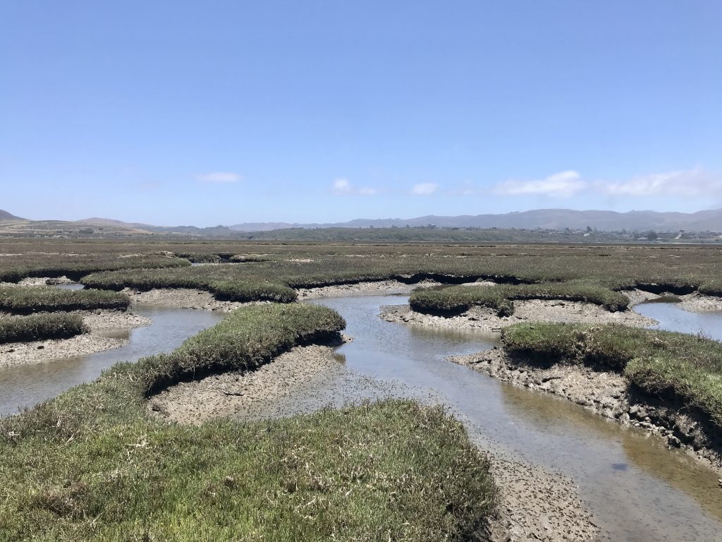 Salt marsh channels