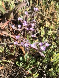 Nonnative European sea lavender the invasive has bright purple flowers and thick oval-shaped leaves.