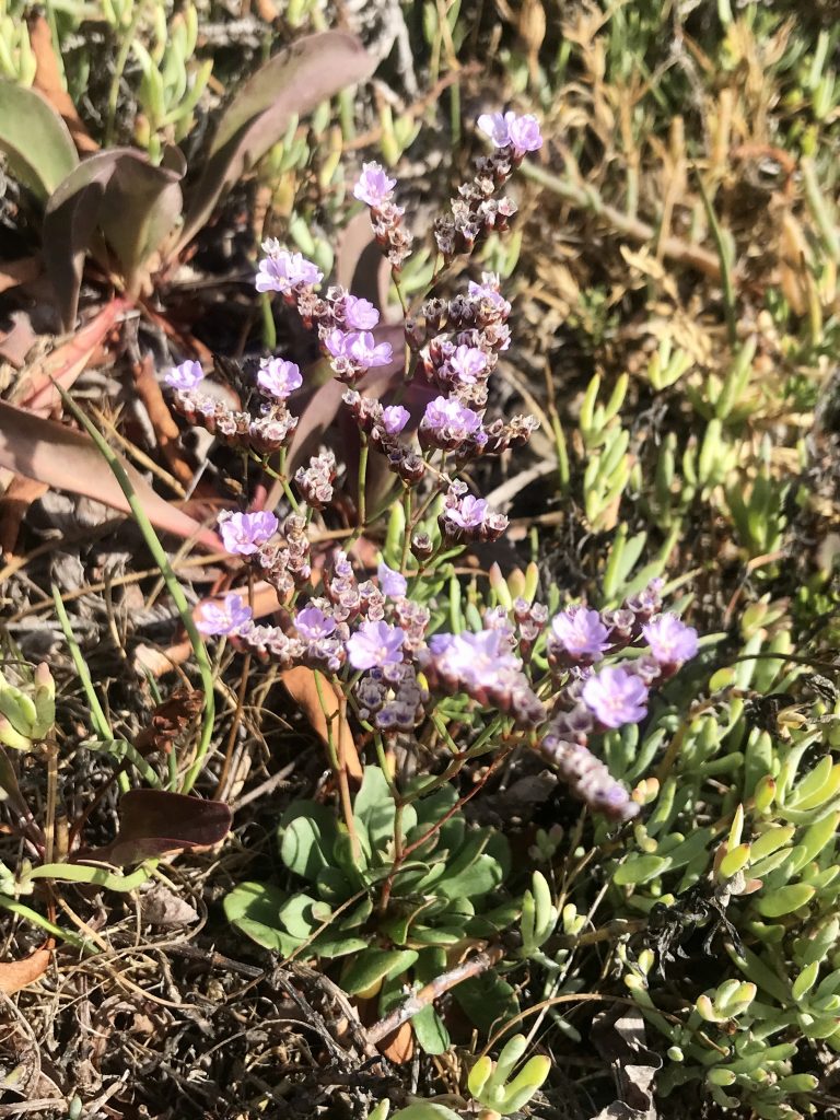 Nonnative European sea lavender the invasive has bright purple flowers and thick oval-shaped leaves.