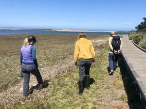 Estuary Program and Land Conservancy staff walk along the Morro Bay State Park Boardwalk monitoring for invasive non-native European sea lavender.