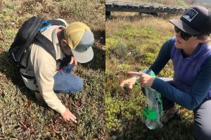 Jon (left) and Lindsey (right) of the Land Conservancy were the first ones to find the invasive during this outing. They used this opportunity to give a tutorial on how to properly identify and remove the plant.