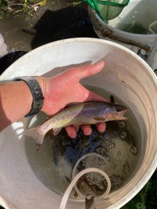 Juvenile Rainbow Trout from Chorro Creek. We caught, quickly measured, and released this fish during an electrofishing survey done to estimate the population of steelhead in the watershed.