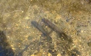 Two spawning adult steelhead that were mentioned above. Notice the different color in the substrate of the creek. This is the perfect example of what a redd looks like in San Luis Obispo Creek.