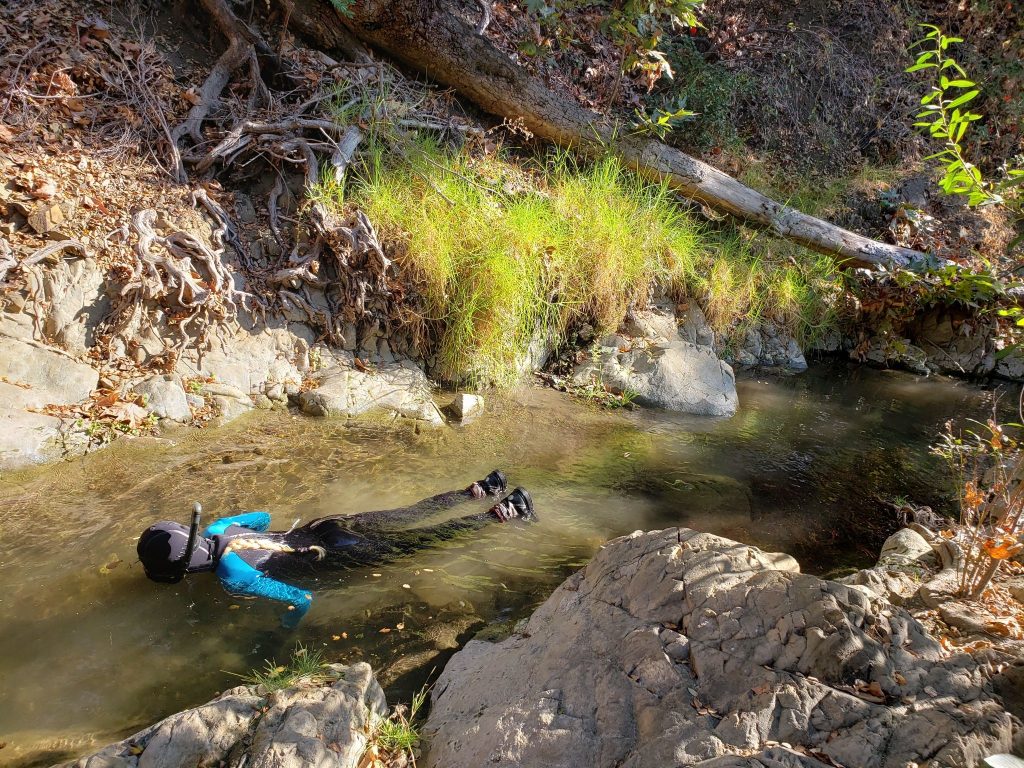 Natt conducts a snorkel survey on a section of San Luis Obispo Creek. Snorkel surveys give researchers a population estimate with minimal disturbance to the fish. 