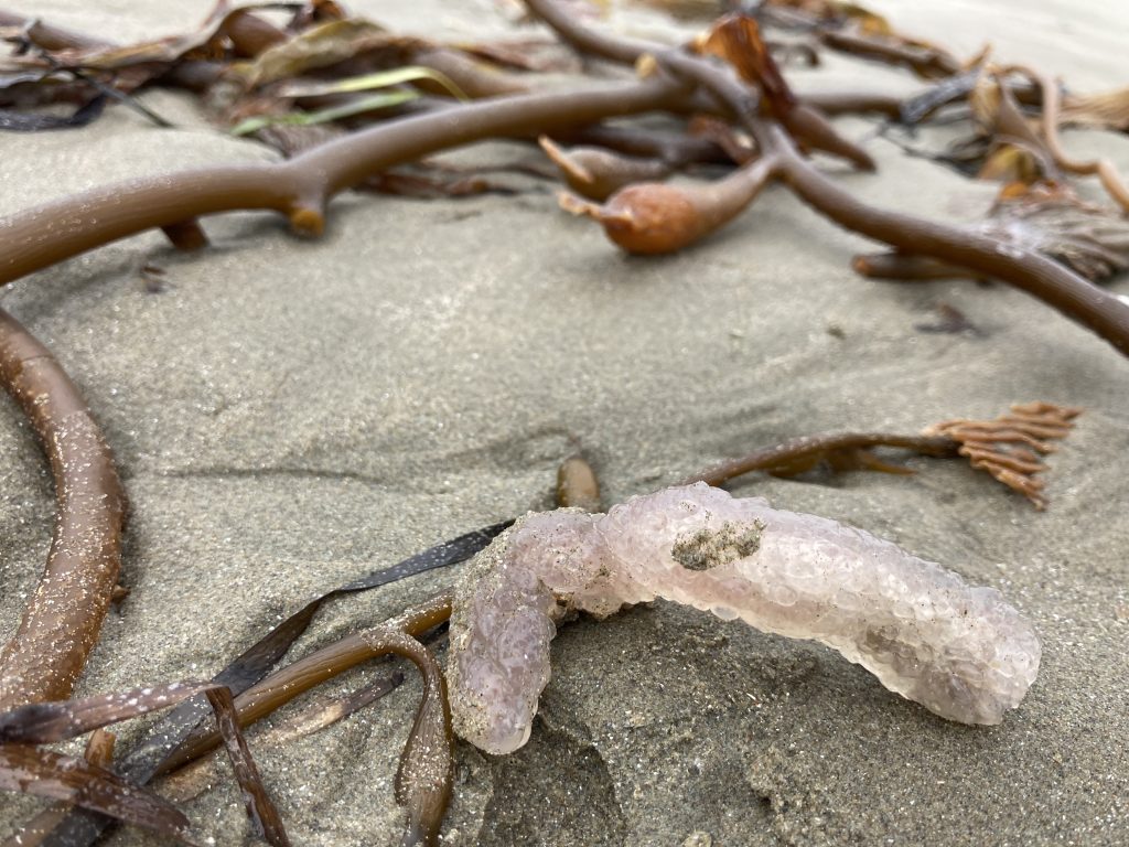 A Pyrosoma atlanticum colony sits on the sand in front of some kelp stipes. It is translucent on the outside, with some purple and pink on the inside. 