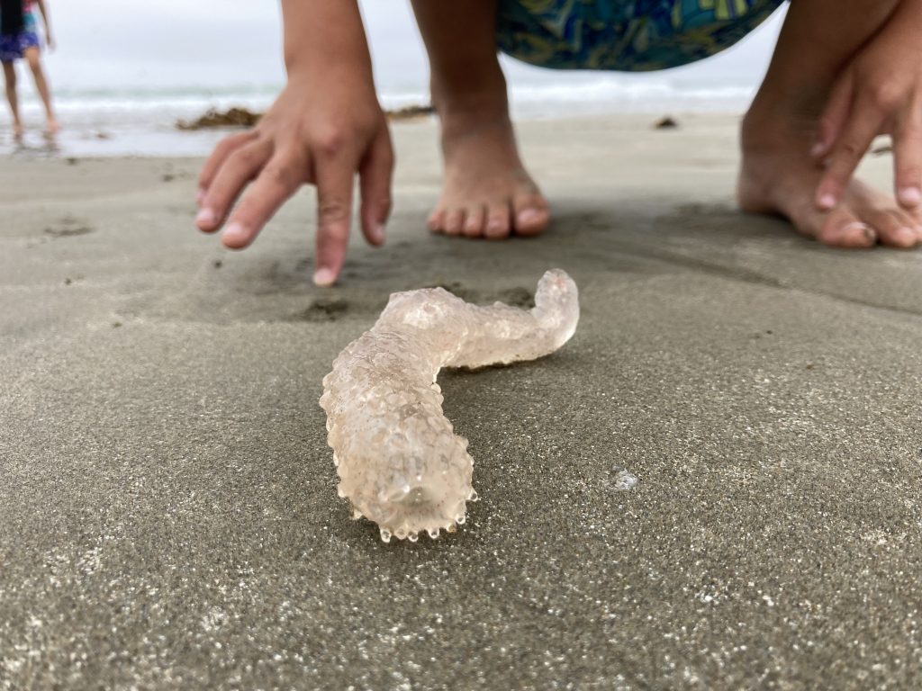 Copyright Morro Bay National Estuary Program. A child looks at a something they've never seen before on the beach. It is a Pyrosoma atlanticum.