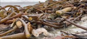 A Pyrosoma atlanticum colony washed up onshore in a pile of kelp.