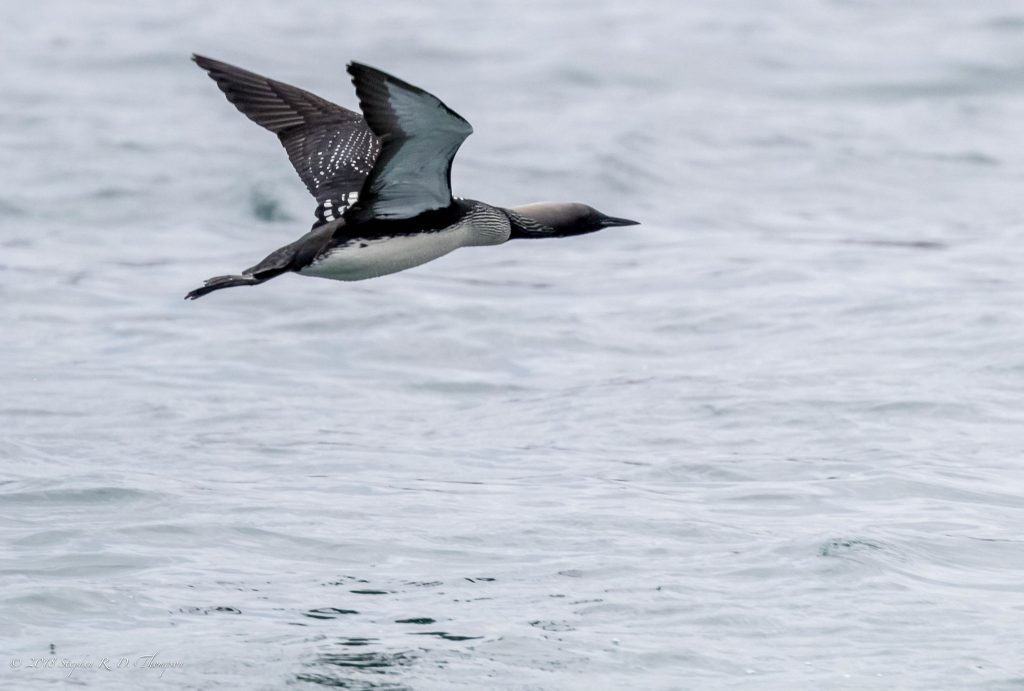 Many of the birds affected from the red tide in Monterey, California during 2007 were seabirds like the Pacific Loon, seen in the photo above. Photograph courtesy of Stephen R.D. Thompson, shared via Flickr under Creative Commons License.