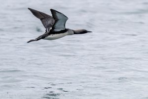 Many of the birds affected from the red tide in Monterey, California during 2007 were seabirds like the Pacific Loon, seen in the photo above. Photograph courtesy of Stephen R.D. Thompson, shared via Flickr under Creative Commons License.