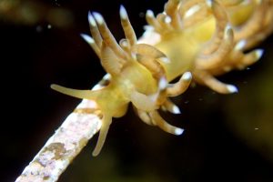 Aeolid Nudibranchs_copyright Siena McKim