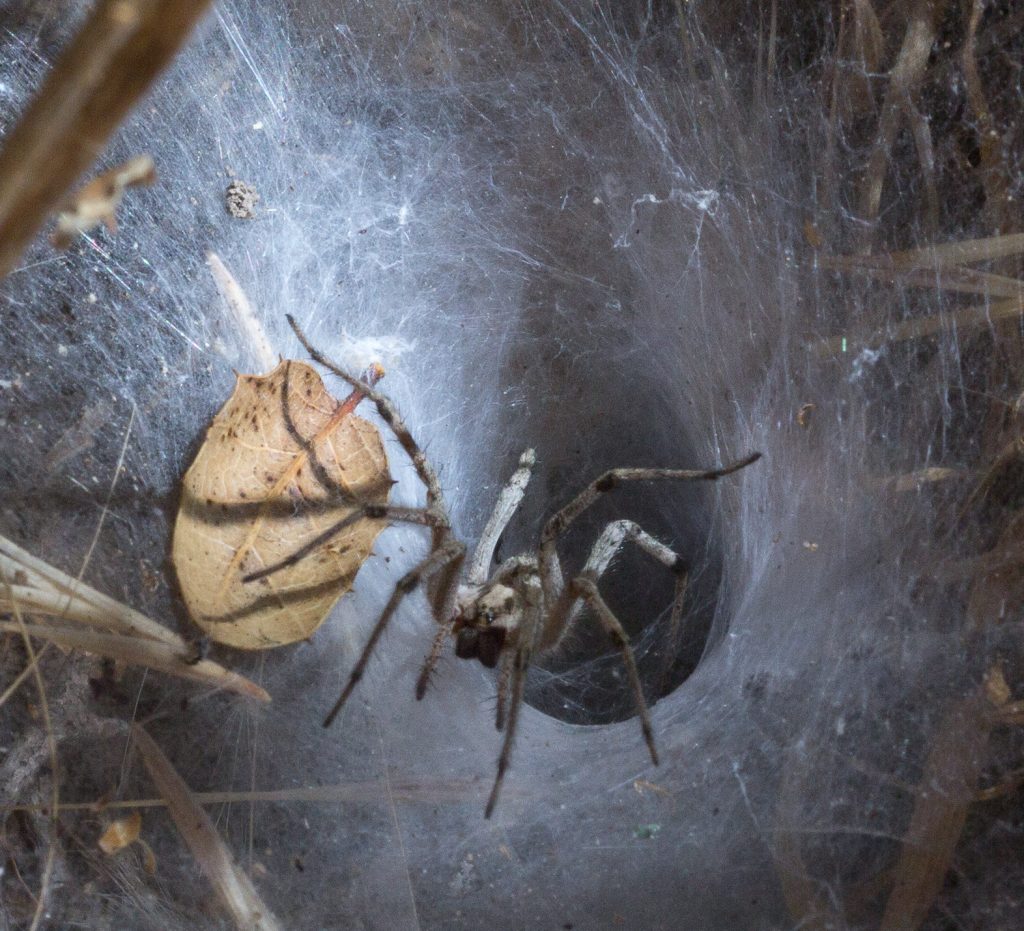 Here is a funnel web with a spider at its entrance. Picture by Tony Iwane, shared via Flickr under Creative Commons license.