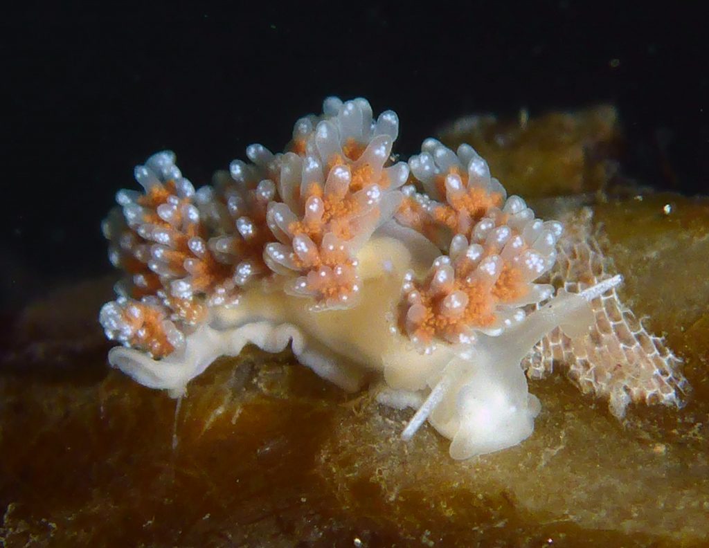 This large Doto Form A was spotted and photographed in Morro Bay. Photograph courtesy of Robin Agarwal, shared via Flickr under Creative Commons License.