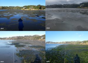 The time series above shows changes in eelgrass density from State Park Marina. During 2017 and 2018, nearly no eelgrass exists, and by 2020, eelgrass covers nearly the entire assessment area.