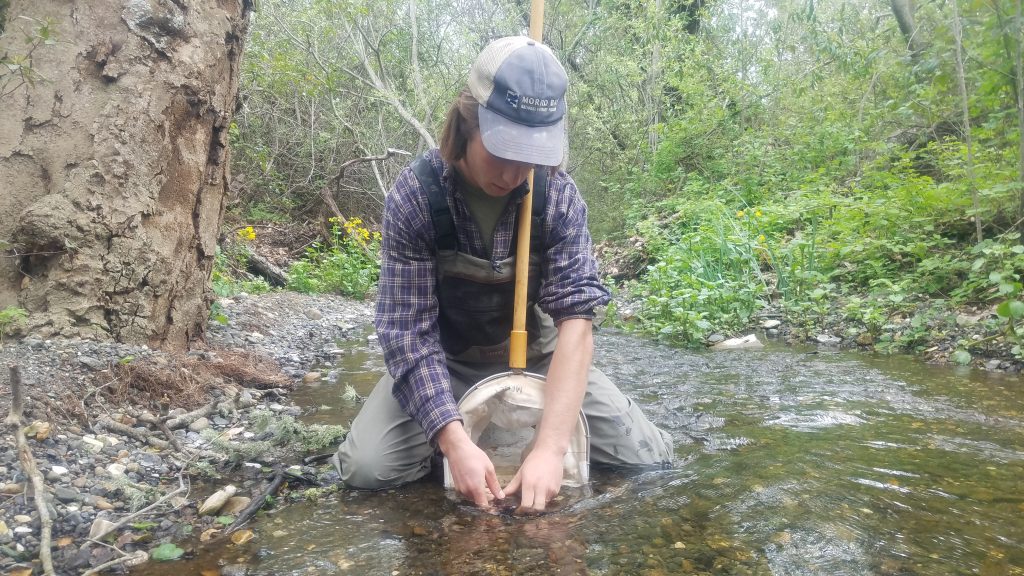Morro Bay National Estuary Program staff collect bug samples with a net in a local stream.