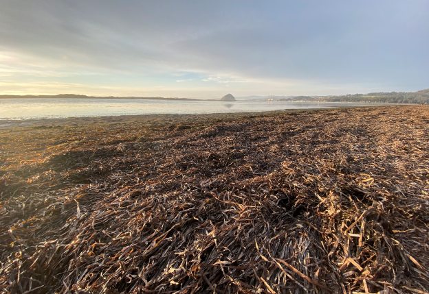 Eelgrass wrack