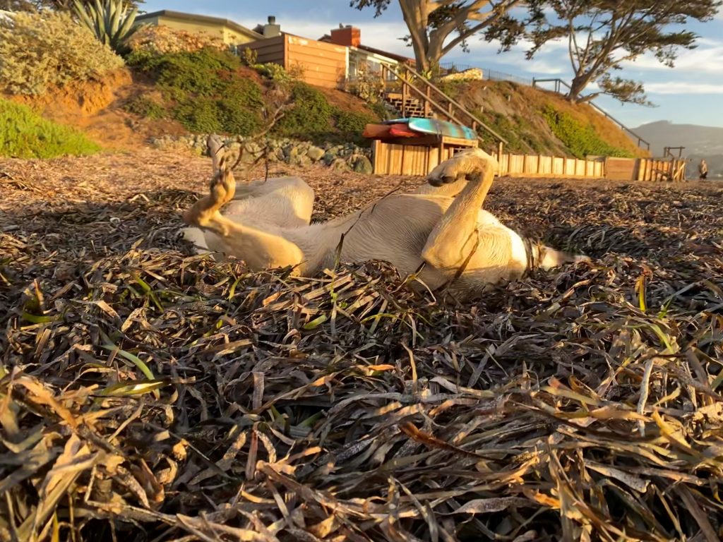 In addition to providing key ecological services, eelgrass wrack also provides a nice, warm, stinky spot for dogs to get completely filthy.