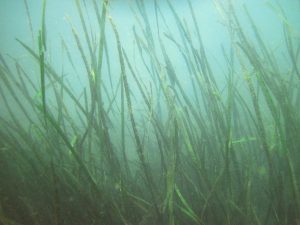 Eelgrass is a flowering plant that grows in Morro Bay. This photo shows how eelgrass creates a dense canopy for marine life.