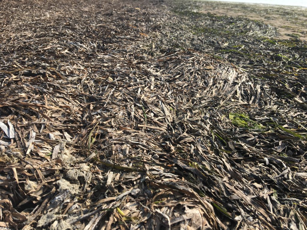 Eelgrass wrack (as seen above) provides a number of ecological functions including increased habitat, food and nutrient recycling.