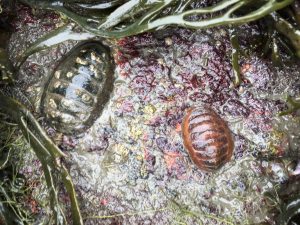 Chitons on a rock beneath rockweed