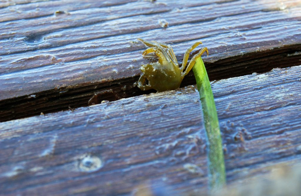 Small kelp crab on eelgrass blade between boards on a dock