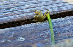 Small kelp crab on eelgrass blade between boards on a dock