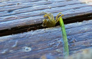 Small kelp crab on eelgrass blade between boards on a dock