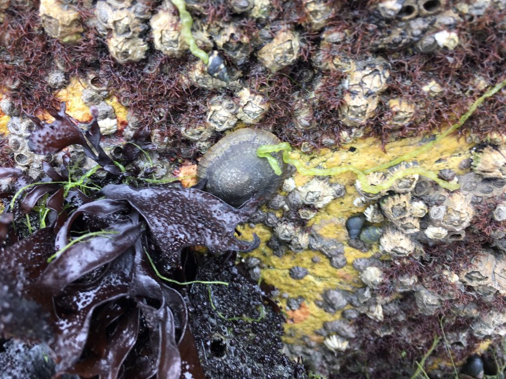 Limpet surrounded by barnacles and algae