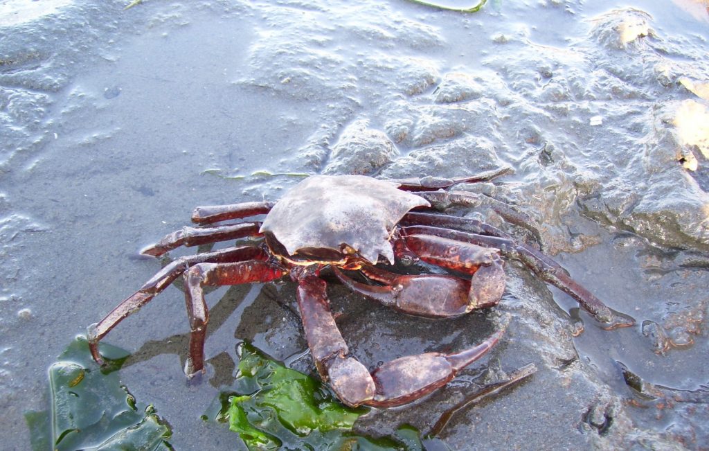 kelp crab on ulva