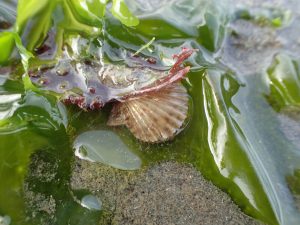 Kelp scallop found near an eelgrass bed