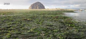 2010 photo of eelgrass in the bay_morro bay national estuary program