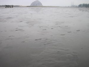 Lack of eelgrass shown at a long-term monitoring site in 2015 after eelgrass loss. Morro Bay national Estuary Program