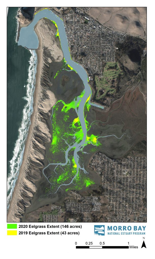 This map shows 43 acres of eelgrass habitat in 2019 and the expansion of eelgrass to 146 acres in 2020.