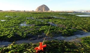 2021 view of eelgrass from long-term monitoring site with abundant eelgrass and monitoring measurement tool.