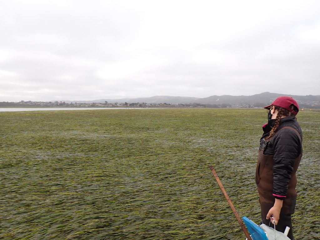 Eelgrass monitoring_landscape_with person_Morro Bay National Estuary Program