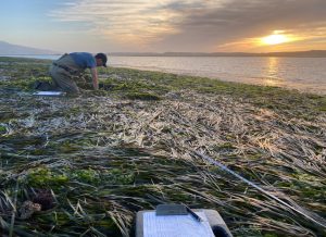 Nick, our new Monitoring Coordinator, carefully sifts through eelgrass wrack and green algae to count eelgrass shoots at State Park Marina.