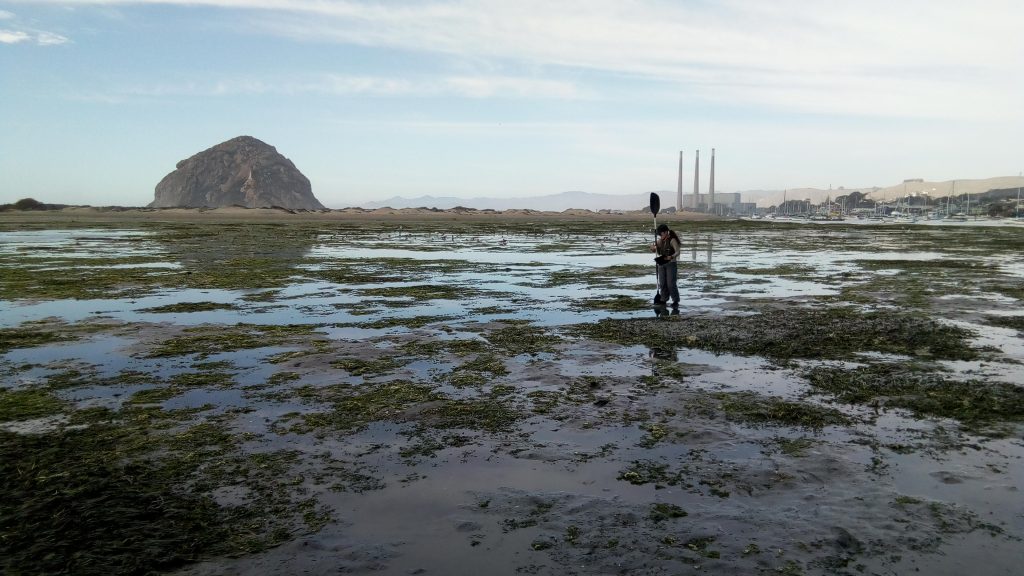 John and Pam have volunteered with the Estuary Program in a variety of capacities since 2015. This photo shows Pam tracking eelgrass coverage at an extreme low 