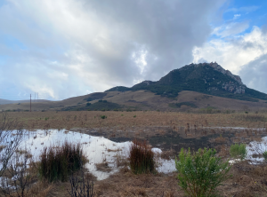 Recently, the Estuary Program and partners completed a large-scale floodplain restoration project at Chorro Creek Ecological Reserve near the base of Hollister Peak. This project, two decades in the making, restored 4.8 acres of critical stream-side habitat and reconnected Chorro Creek with its floodplain. You can see the floodplain in action in the photograph above.