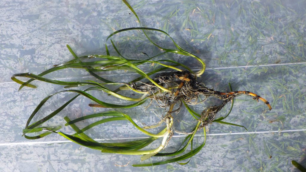 Eelgrass root structure with shoots growing up from the rhizomes. Both natural and restored plots can expand horizontally. Some restoration plots have at least doubled in size over one year. 