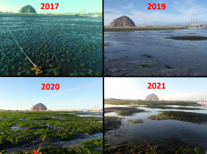 Photos taken from an eelgrass monitoring site on the sandspit across from Tidelands Park in 2017, 2019, 2020, and 2021 illustrate how eelgrass abundance has improved over the past several years.