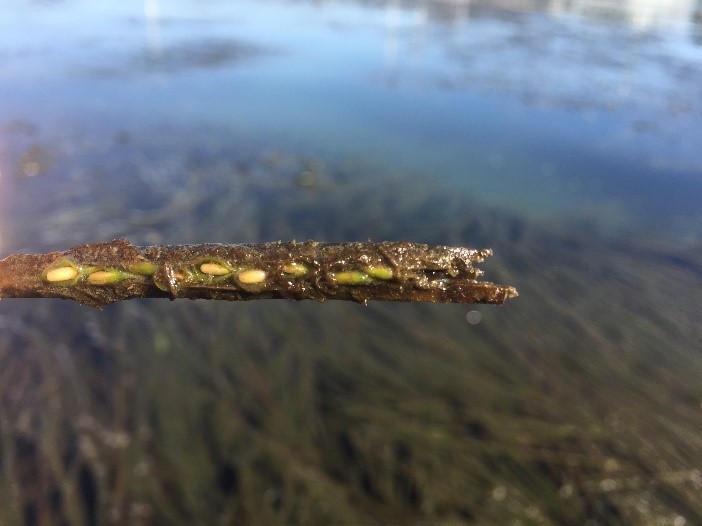 Both restored eelgrass beds and natural beds produce eelgrass seeds.